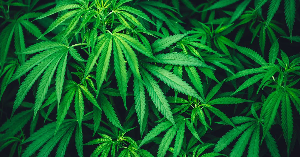 Benefícios Cientificamente Comprovados da Cannabis